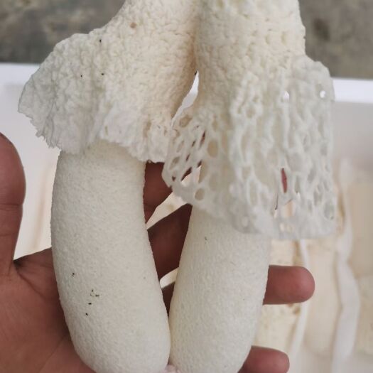 兴义市鲜竹荪花 贵州新鲜竹荪 短裙竹荪 肉厚
