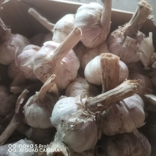 滑县紫皮蒜  大蒜，干蒜紫皮大蒜混级