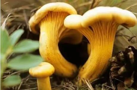 草菇  云南野生菌
