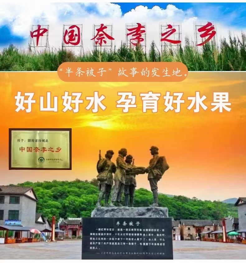 黄金奈李新鲜李子水果脆李脆甜脱骨李恐龙蛋新鲜水果批发