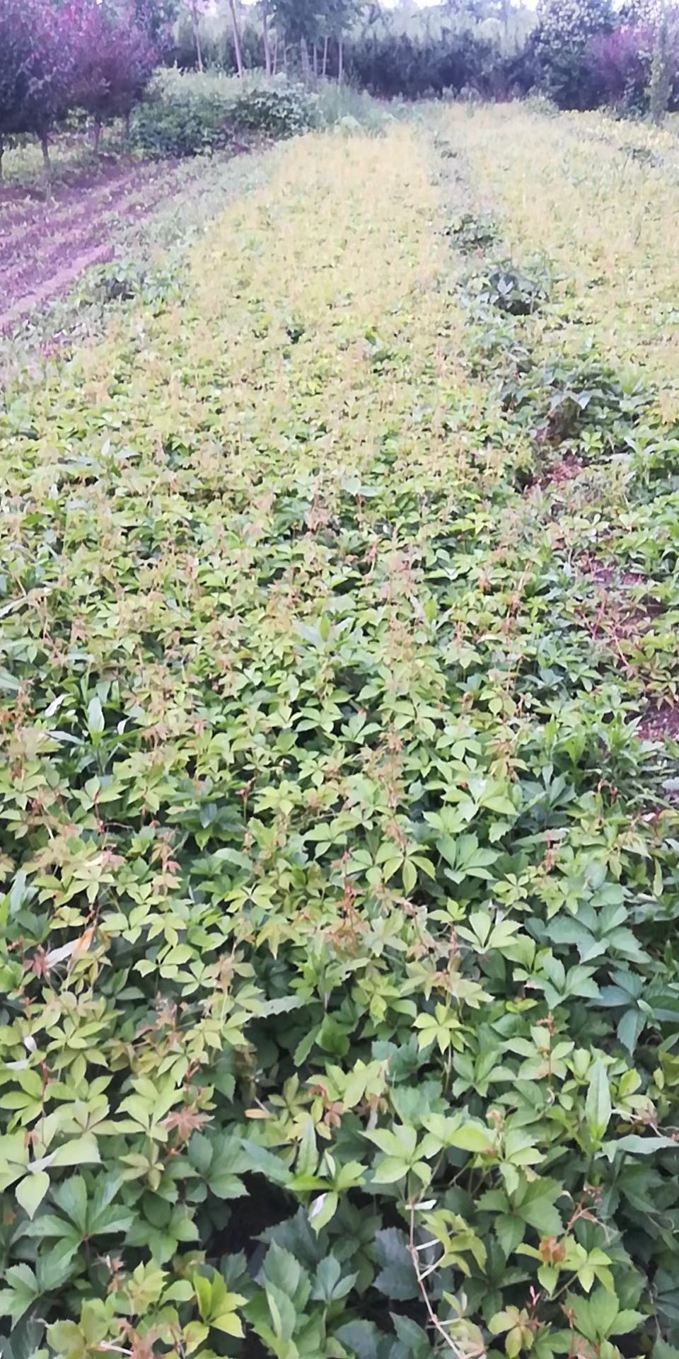 陕西爬山虎，爬山虎直销，营养钵，容器苗，爬山虎，爬墙虎