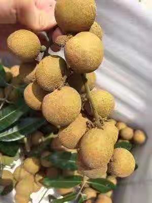 高州市 新鲜现摘龙眼