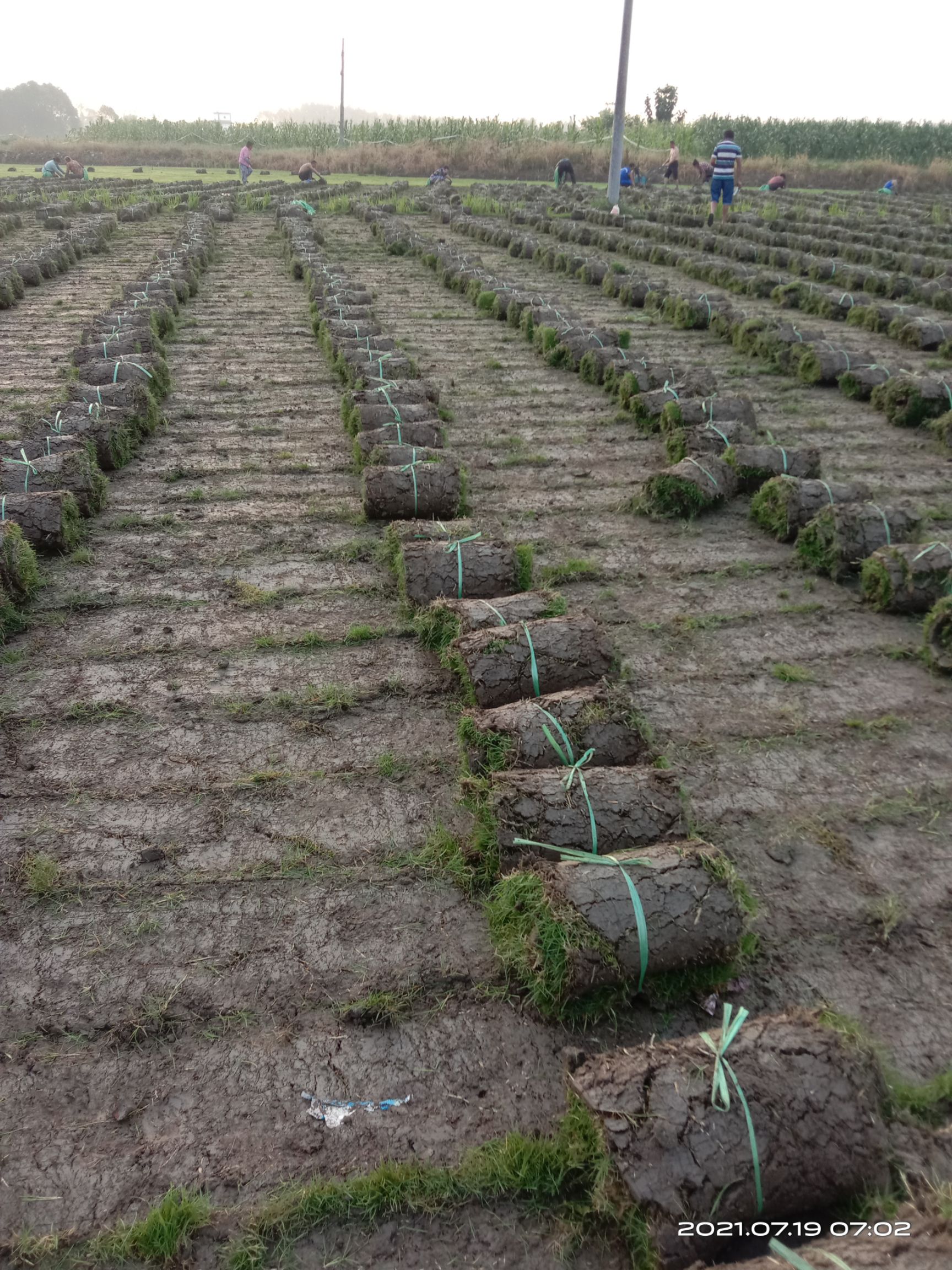 马尼拉草皮  二号草坪