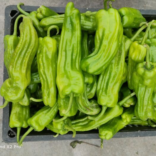 恩施市 黄皮辣椒