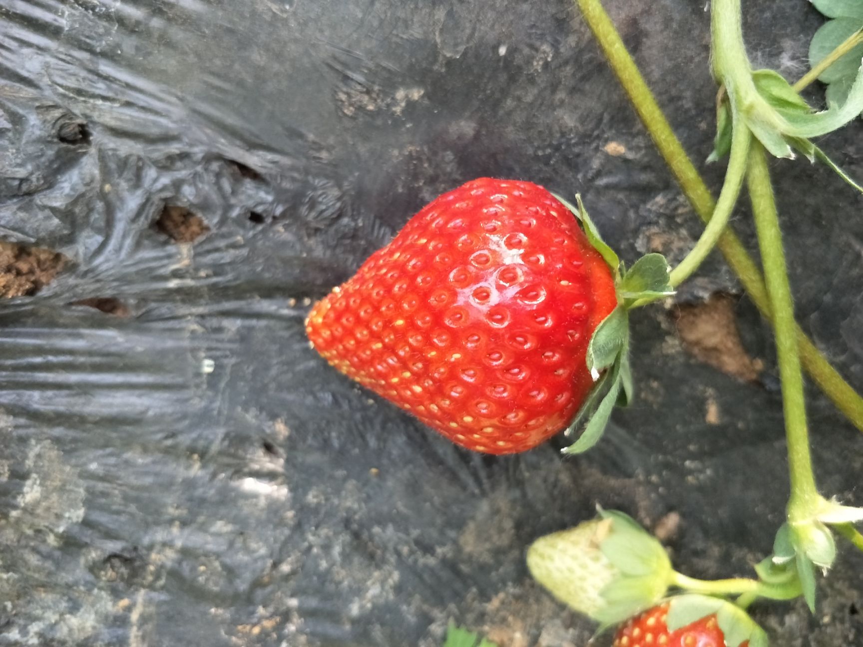 泰安白雪草莓  2021年草莓苗批发 妙香三号草莓苗价格