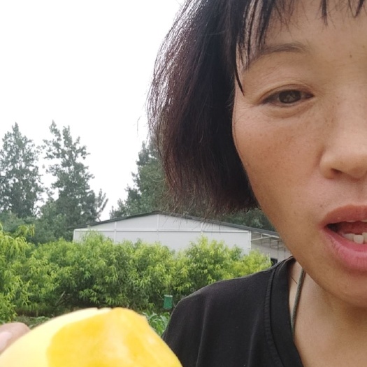 长垣市锦绣黄桃  长垣黄桃