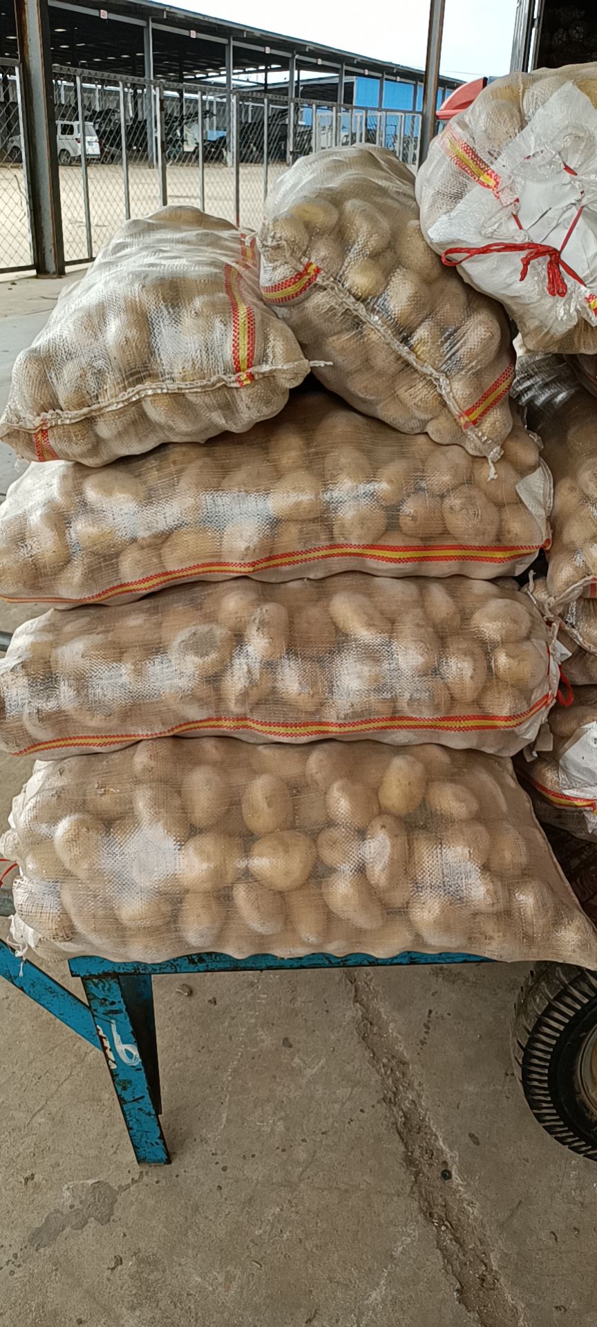 荷兰土豆  精品1-3，2-4黄皮黄心土豆，量大质优