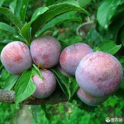 中江县脆红李子
