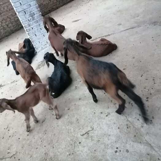 资阳精品大耳羊