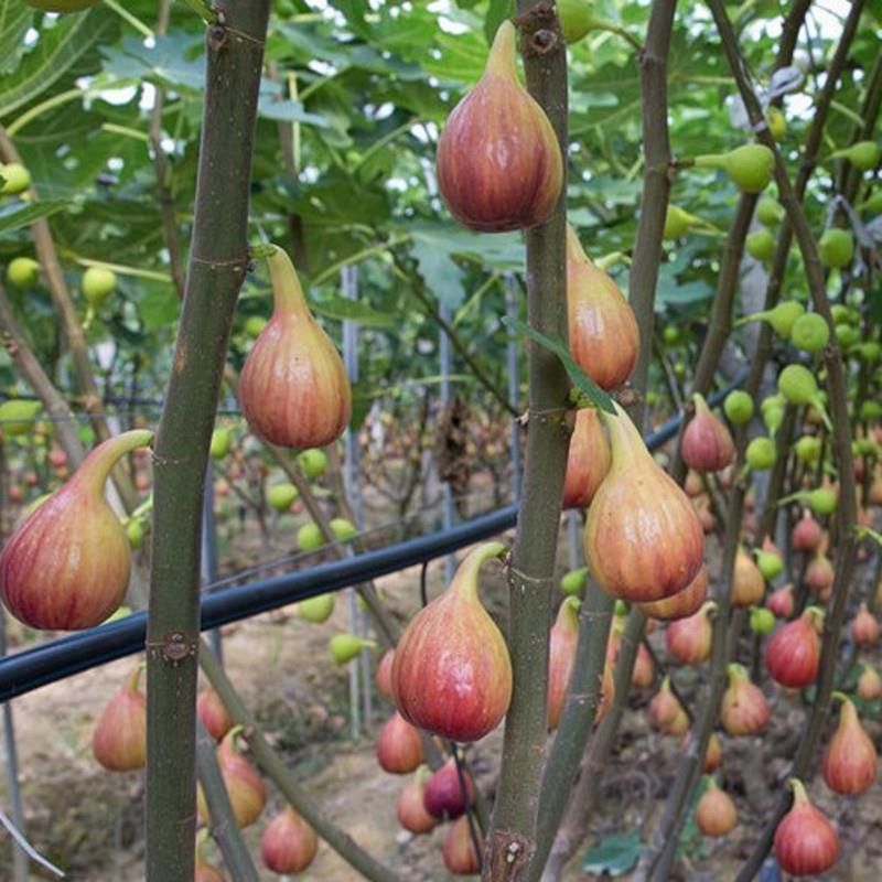 波姬红无花果苗  精选波姬红无花果树苗。南北可种植