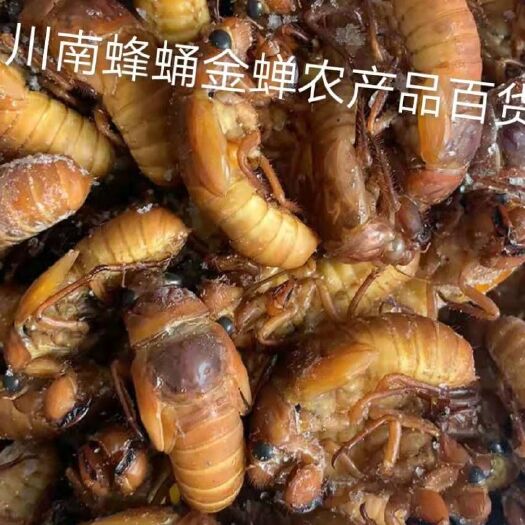 龙川县金蝉，知了，爬爬叉，唐僧肉