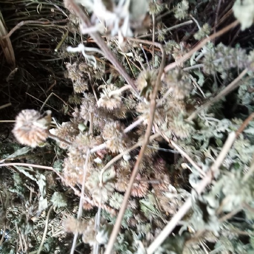 印江县灯笼草 