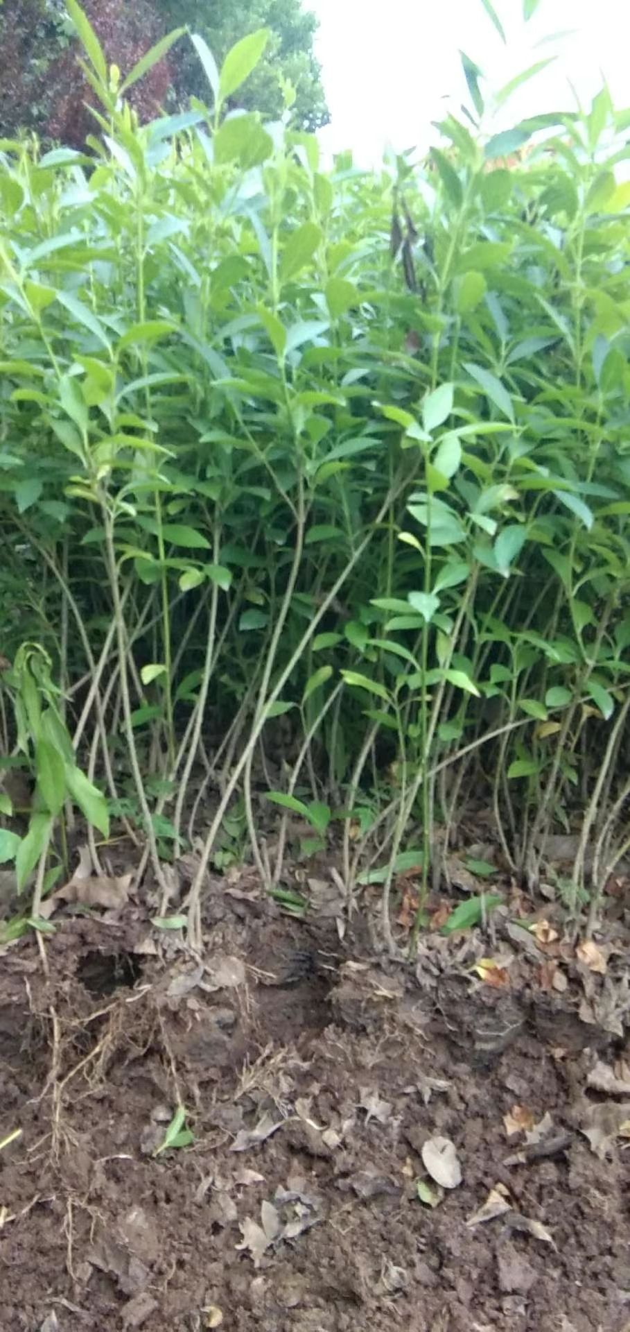 东北连翘苗  陕西连翘，连翘直销，东北连翘，景观连翘