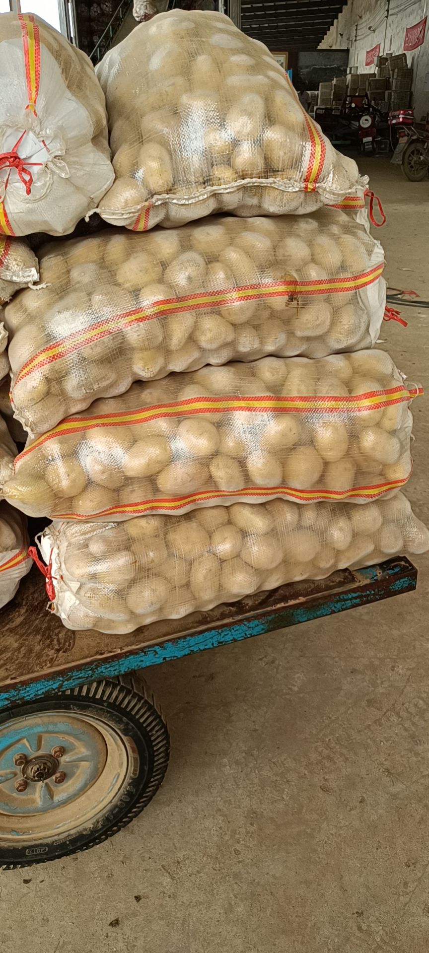 荷兰土豆  精品1-3，2-4黄皮黄心土豆，量大质优