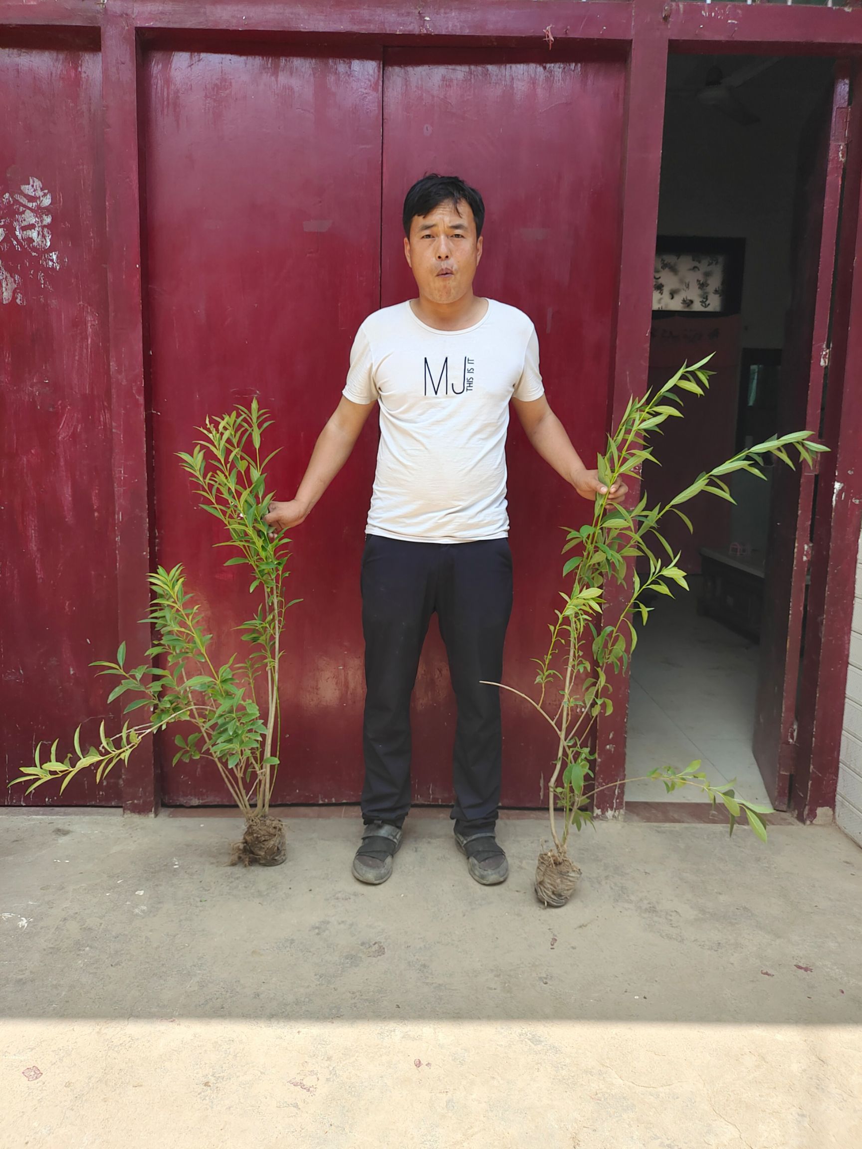 东北连翘苗  陕西连翘，连翘直销，东北连翘，景观连翘