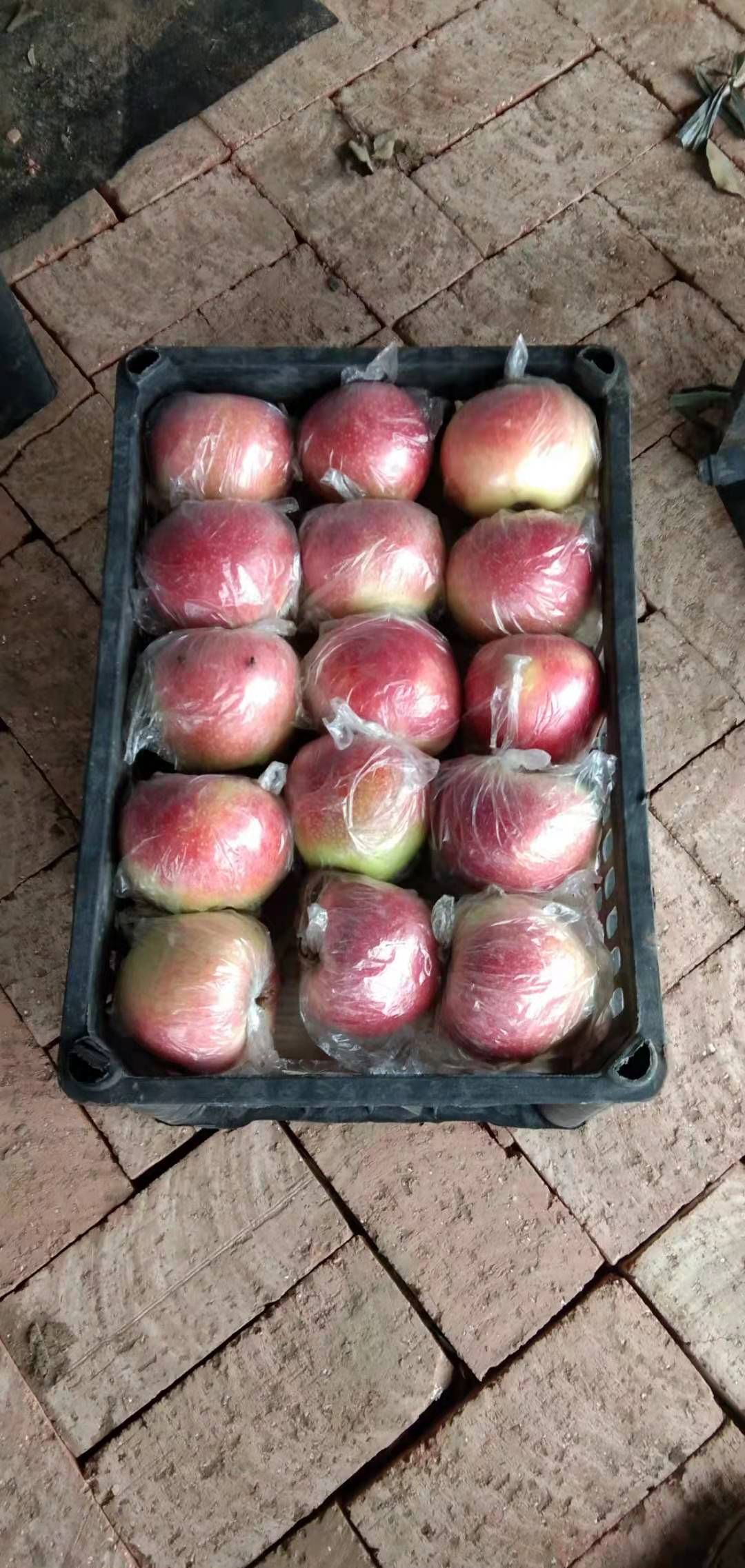 饶阳县王林苹果  美八苹果大量陆续成熟