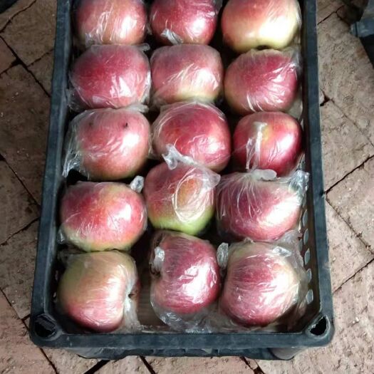 王林苹果  美八苹果大量陆续成熟
