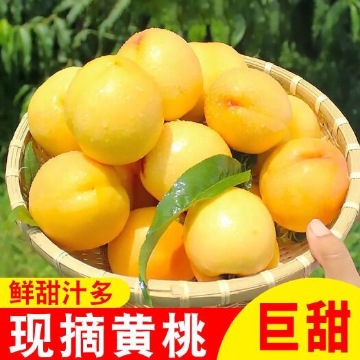 砀山县现摘砀山黄桃5斤/箱新鲜水果当季孕妇宝宝水果原产地
