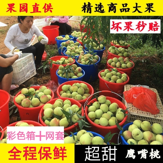 汝城县鹰嘴蜜桃  【当天发货 包邮】正宗湖南鹰嘴桃新鲜孕妇水果