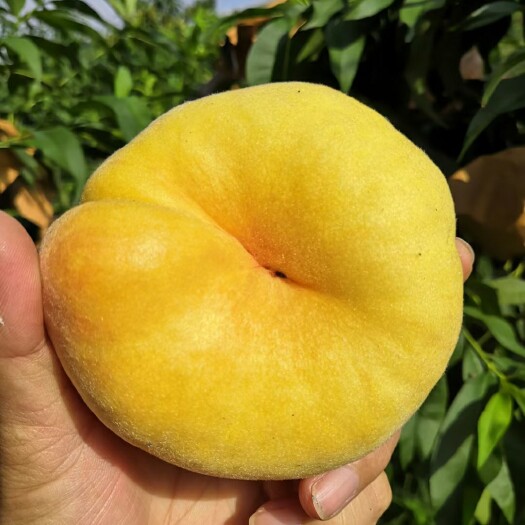 蒙阴县黄蟠桃 黄金蟠桃