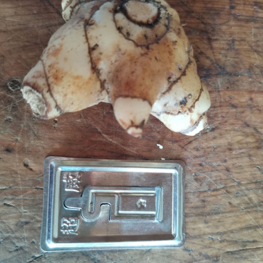 阆中市白及  白芨块茎  大货  大小统货  紫花宽叶    切片好