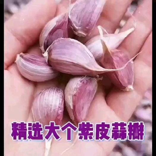 丰县精品小苔蒜蒜种，紫皮蒜瓣，川蒜种子，出白帽蒜苔，种蒜苗