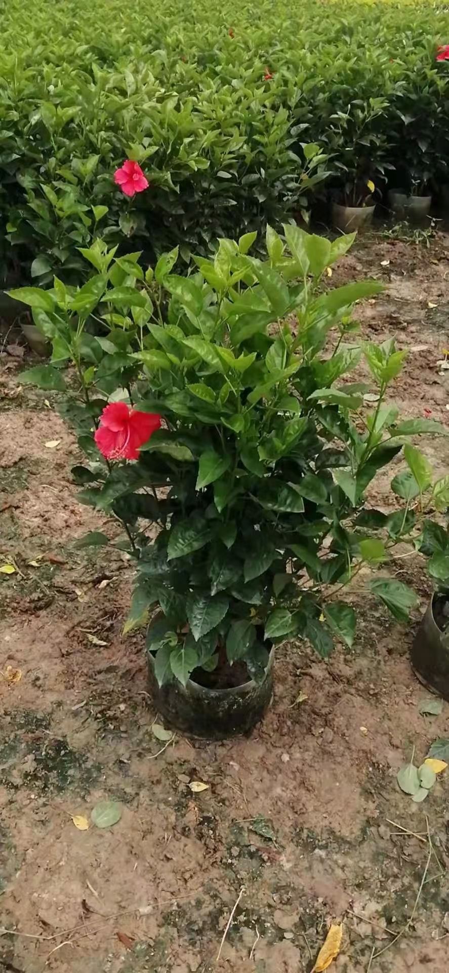 朱槿 大红花