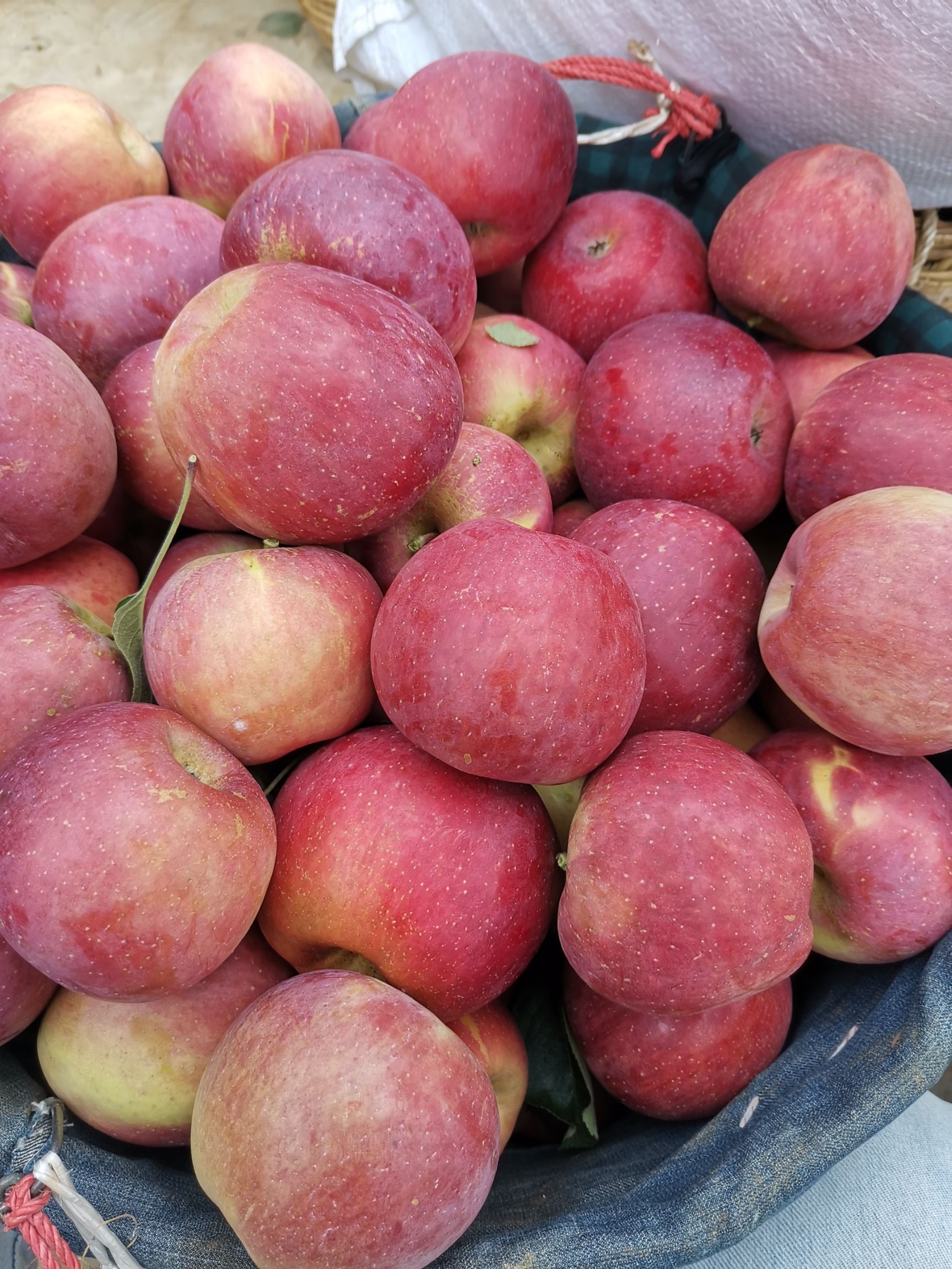 红富士苹果 大凉山盐愿糖心苹果，嘎啦苹果，红将军苹果