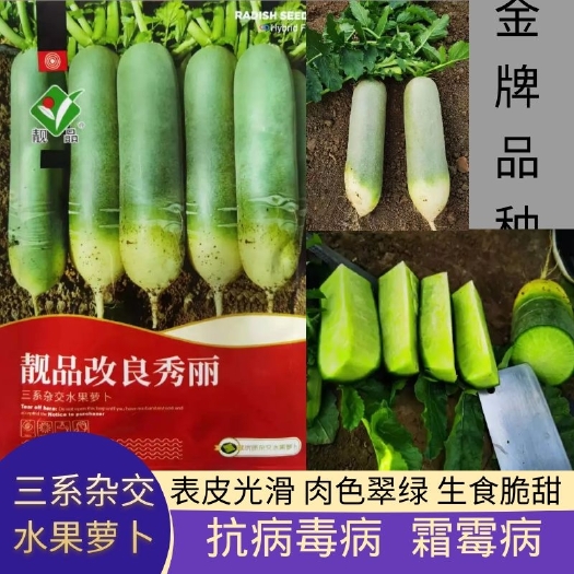 泌阳县靓品改良水果萝卜种子秀丽根皮绿色表皮光滑肉色翠绿生食翠甜