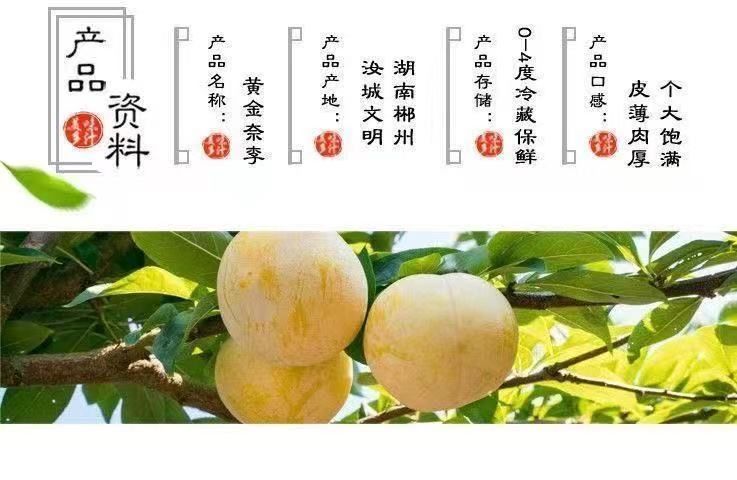 黄金奈李新鲜李子水果脆李脆甜脱骨李恐龙蛋新鲜水果批发