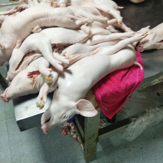 重庆市整头猪 冻乳猪，烤乳猪，脆皮乳猪，乳猪
