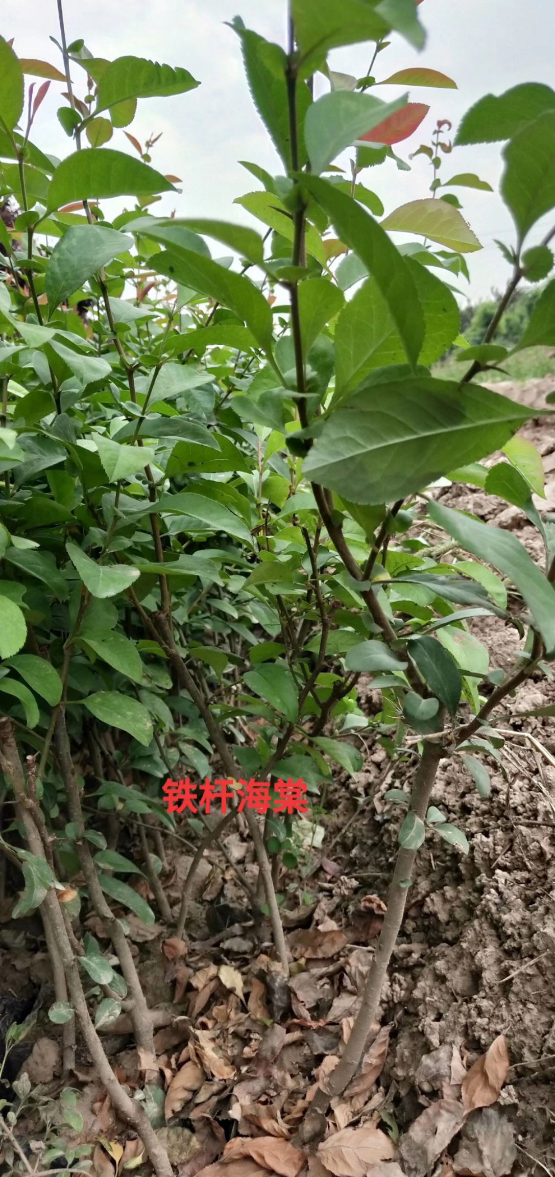 营养钵贴梗海棠，贴梗海棠产地直销，贴梗海棠基地直供，陕西海棠
