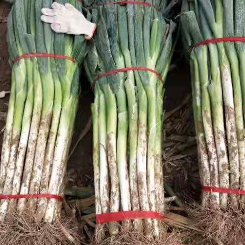 内黄县蔬菜大葱