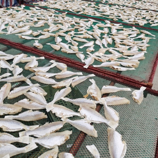 北海剥皮鱼干批发大眼鸡干批发红目鲢鱼干批发咸鱼干批发