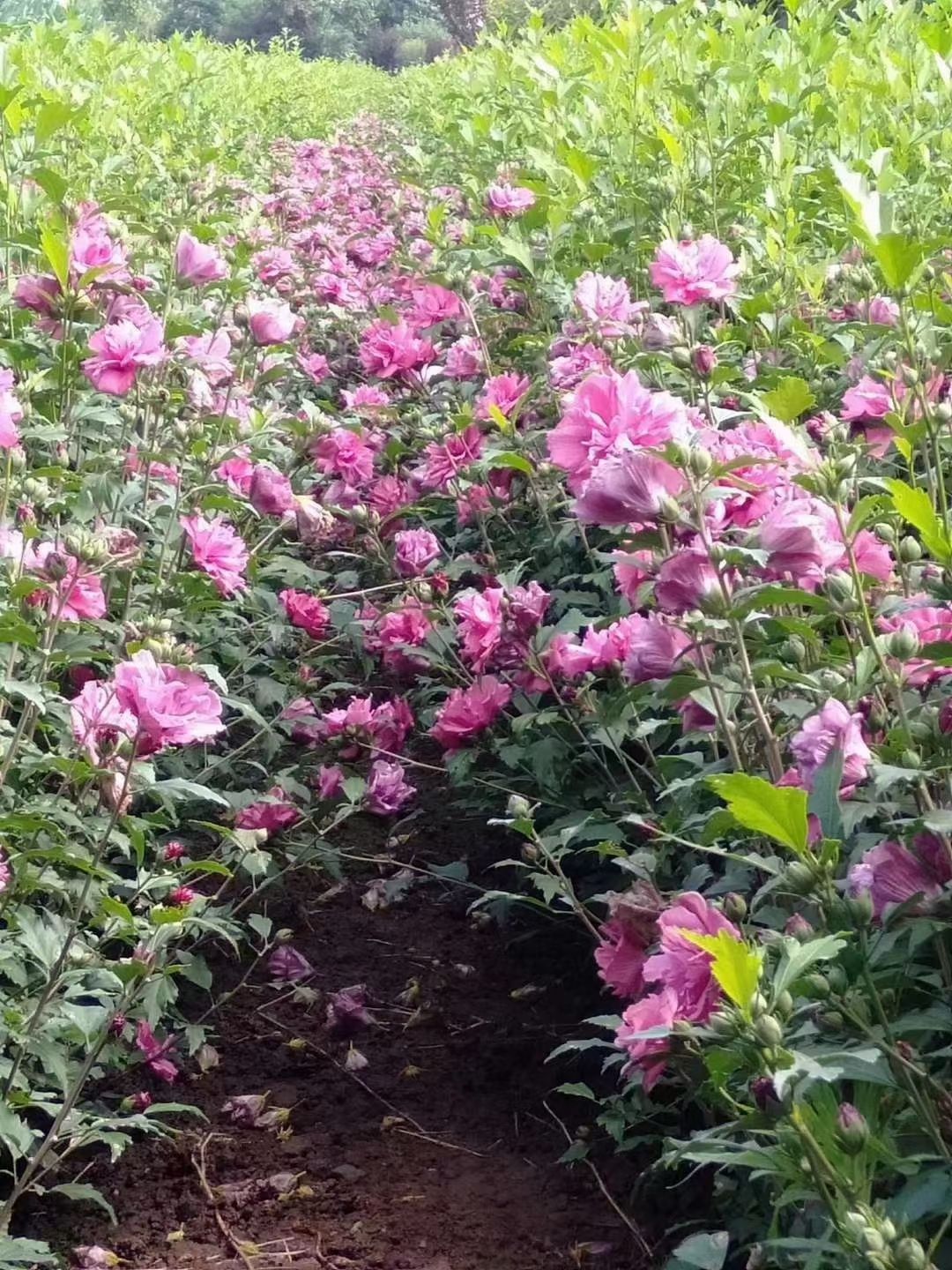 红花木槿  陕西木槿，玫瑰木槿，重瓣木槿，木槿产地直供