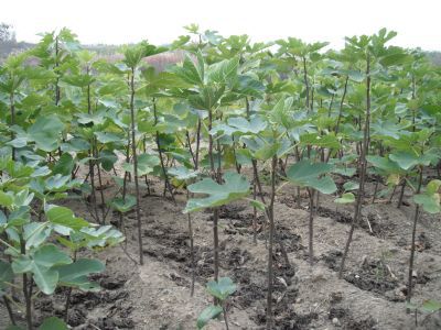 波姬红无花果苗  精选波姬红无花果树苗。南北可种植
