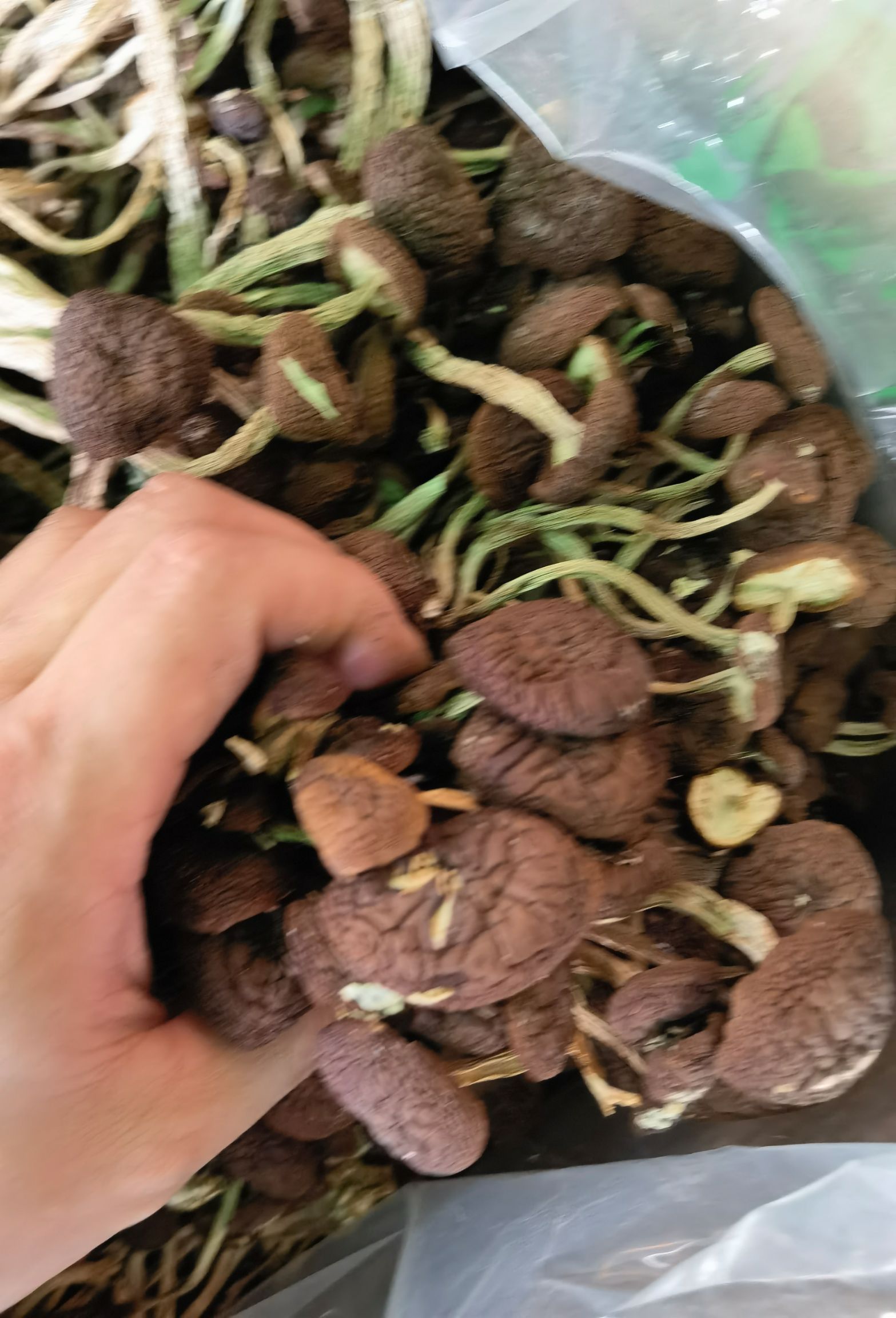 广昌3号茶树菇  茶树菇