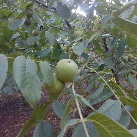 德昌县 青皮核桃
