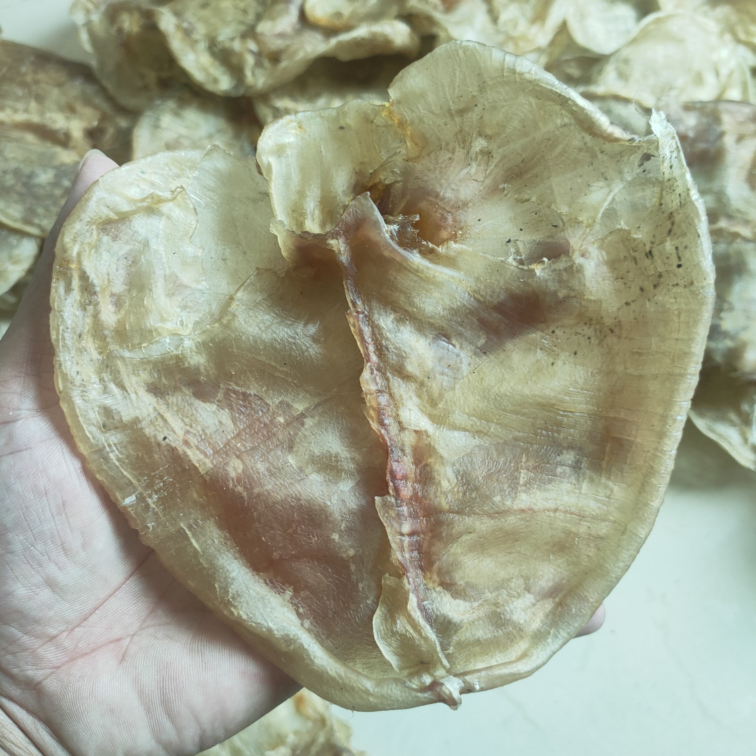 国产黄花胶，整个。12头。泡发肉质非常厚，而且爽口。