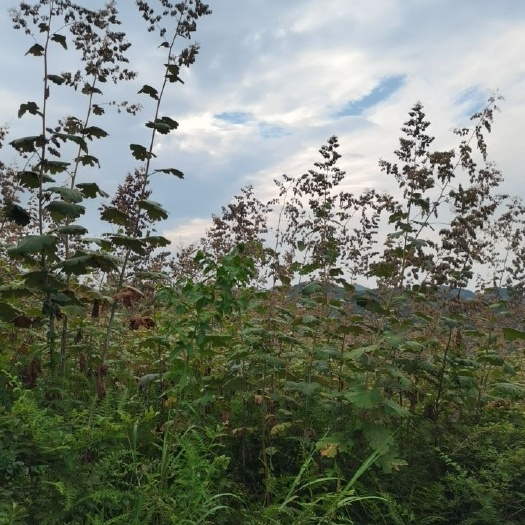 福泉市 博落回