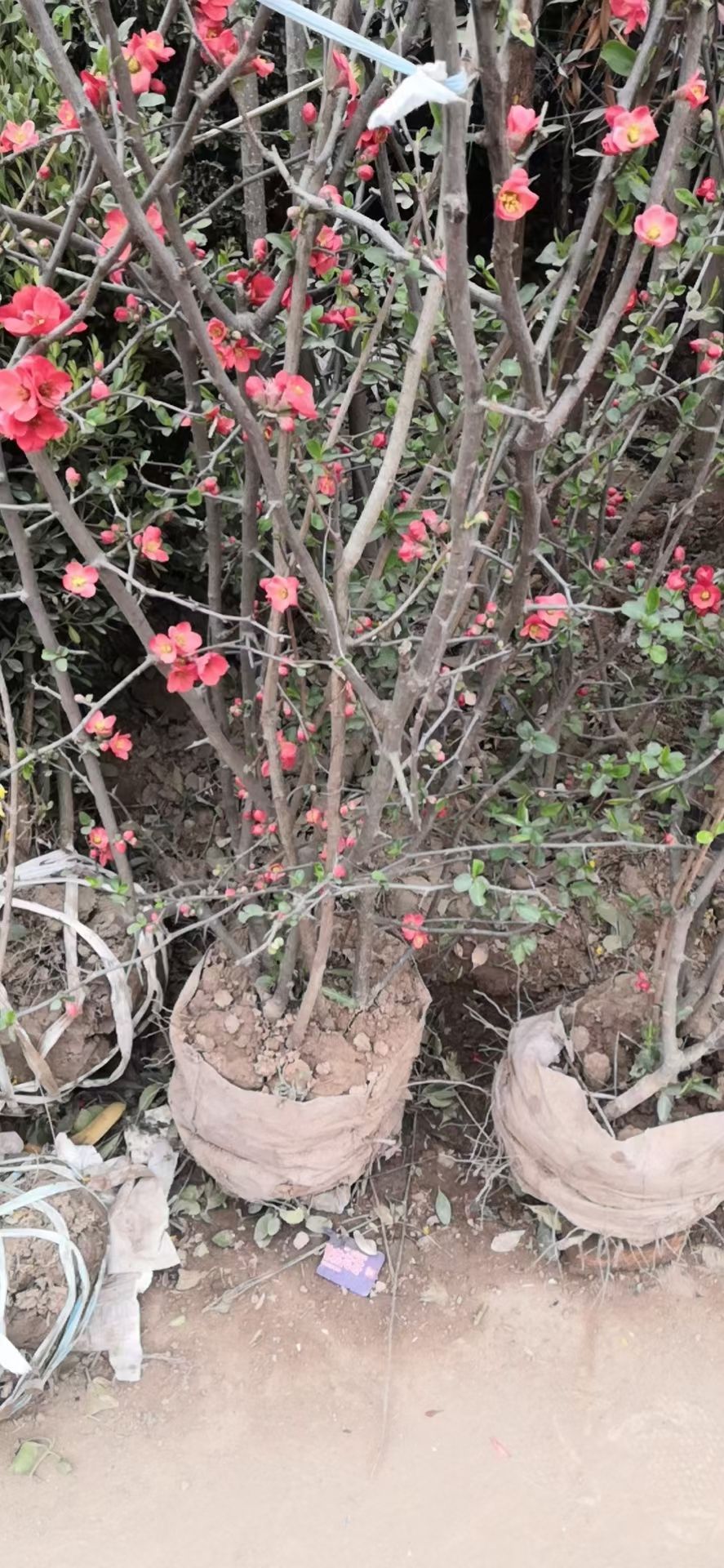 营养钵贴梗海棠，贴梗海棠产地直销，贴梗海棠基地直供，陕西海棠