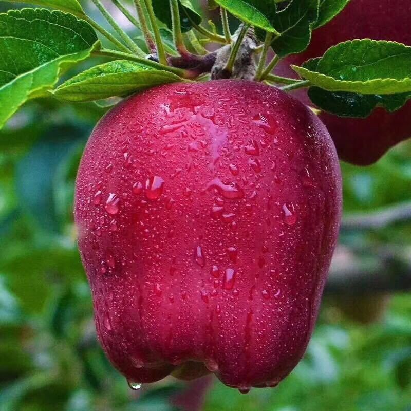 甘肃花牛苹果批发整箱粉面刮泥应季现摘新鲜苹果水果（包邮）