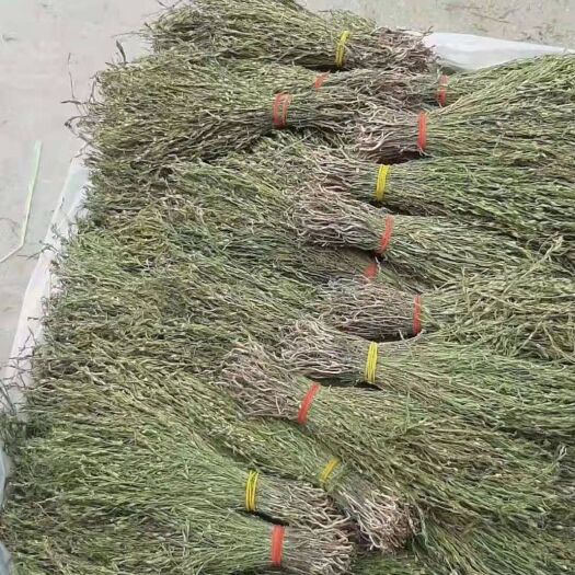 瑞丽市 独脚金