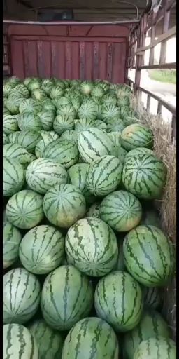 忻州忻州市忻府区西瓜上市