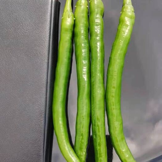 安顺 3号辣椒