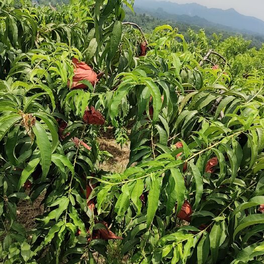 洪江市 怀化高山锦绣黄桃