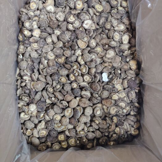上海光面菇  精品香菇