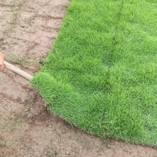 桂林马尼拉草皮 精品马尼拉基地自产自销