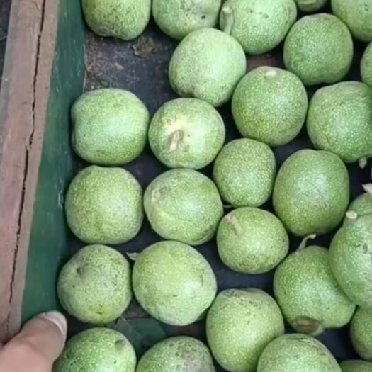 曲阳县 青皮核桃个大饱满