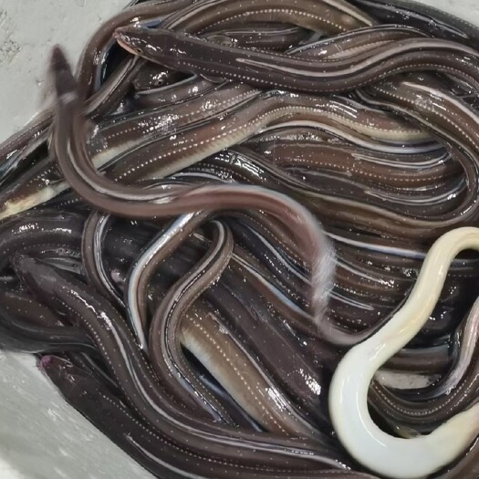 大连 星鳗 鳗鱼